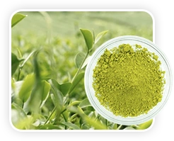 vitamotion L-Theanine